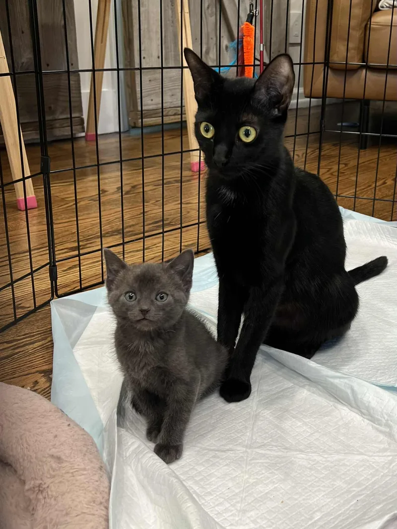 Blitzen Claus And Mama