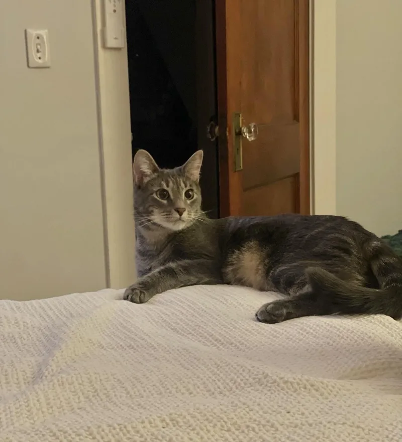 Bonded Brothers Howl And thumbnail 2