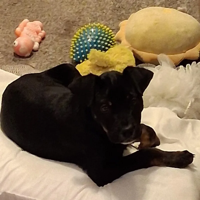 Raven Aka Sugar thumbnail 2