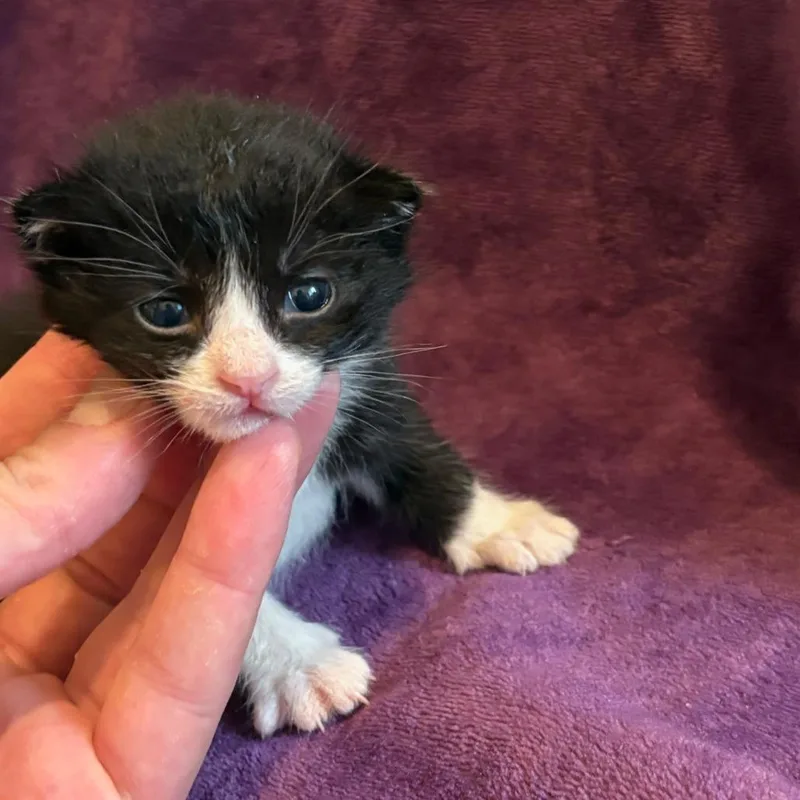 Hot Sauce thumbnail 2