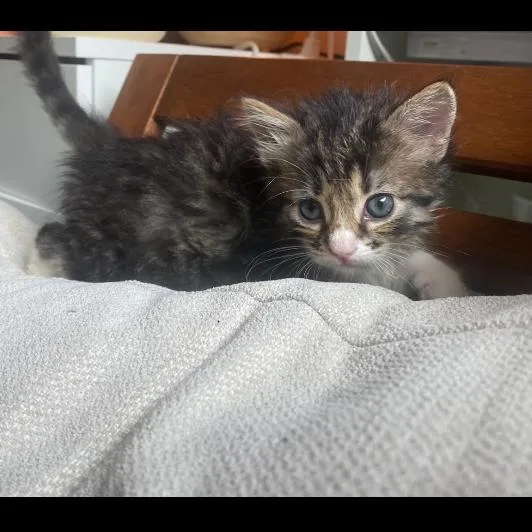 Heimdall thumbnail 2