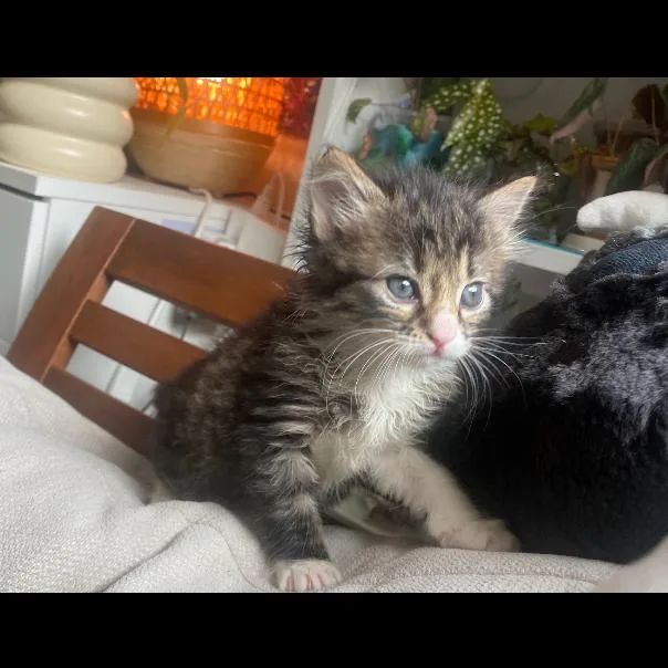 Heimdall thumbnail 3