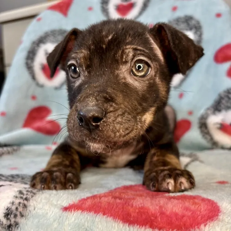 Rice Cake thumbnail 2