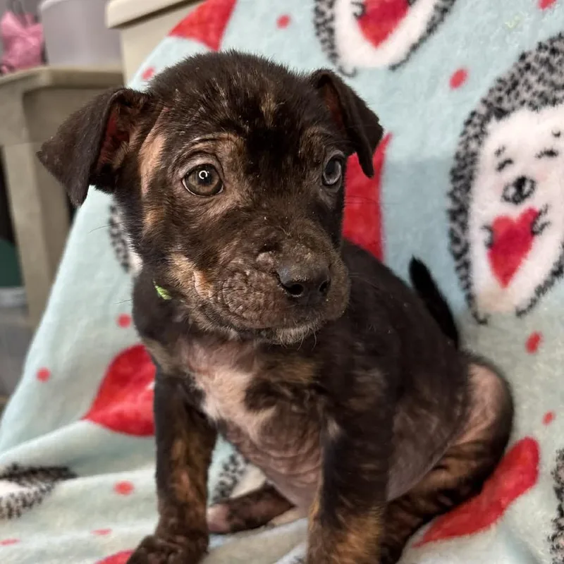 Rice Cake thumbnail 3