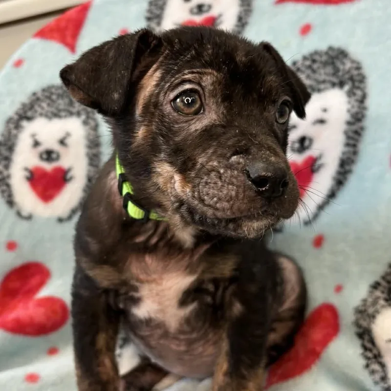 Rice Cake thumbnail 4