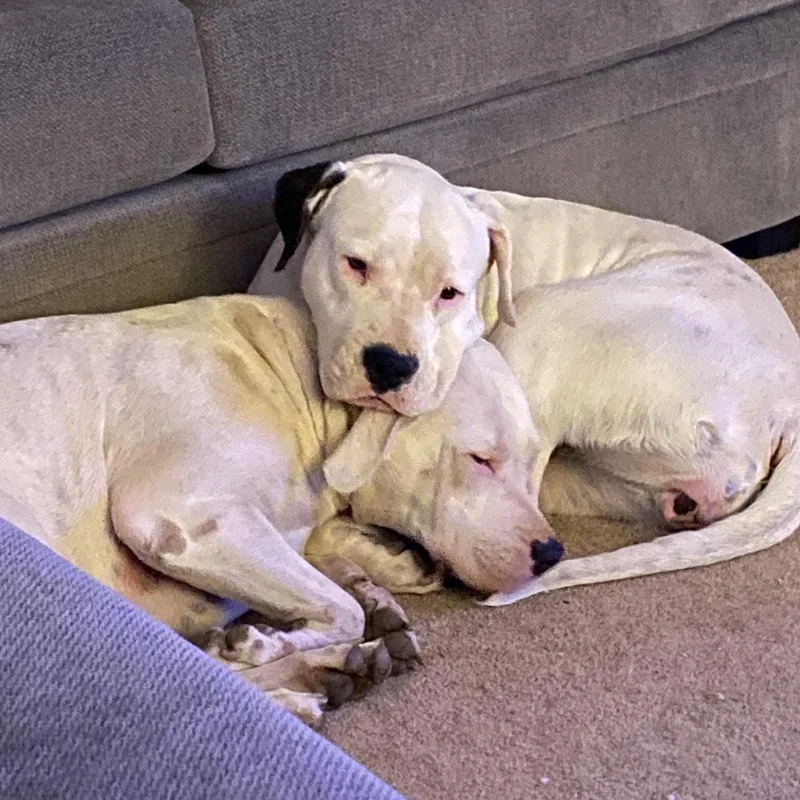 Harley And Luna In thumbnail 2