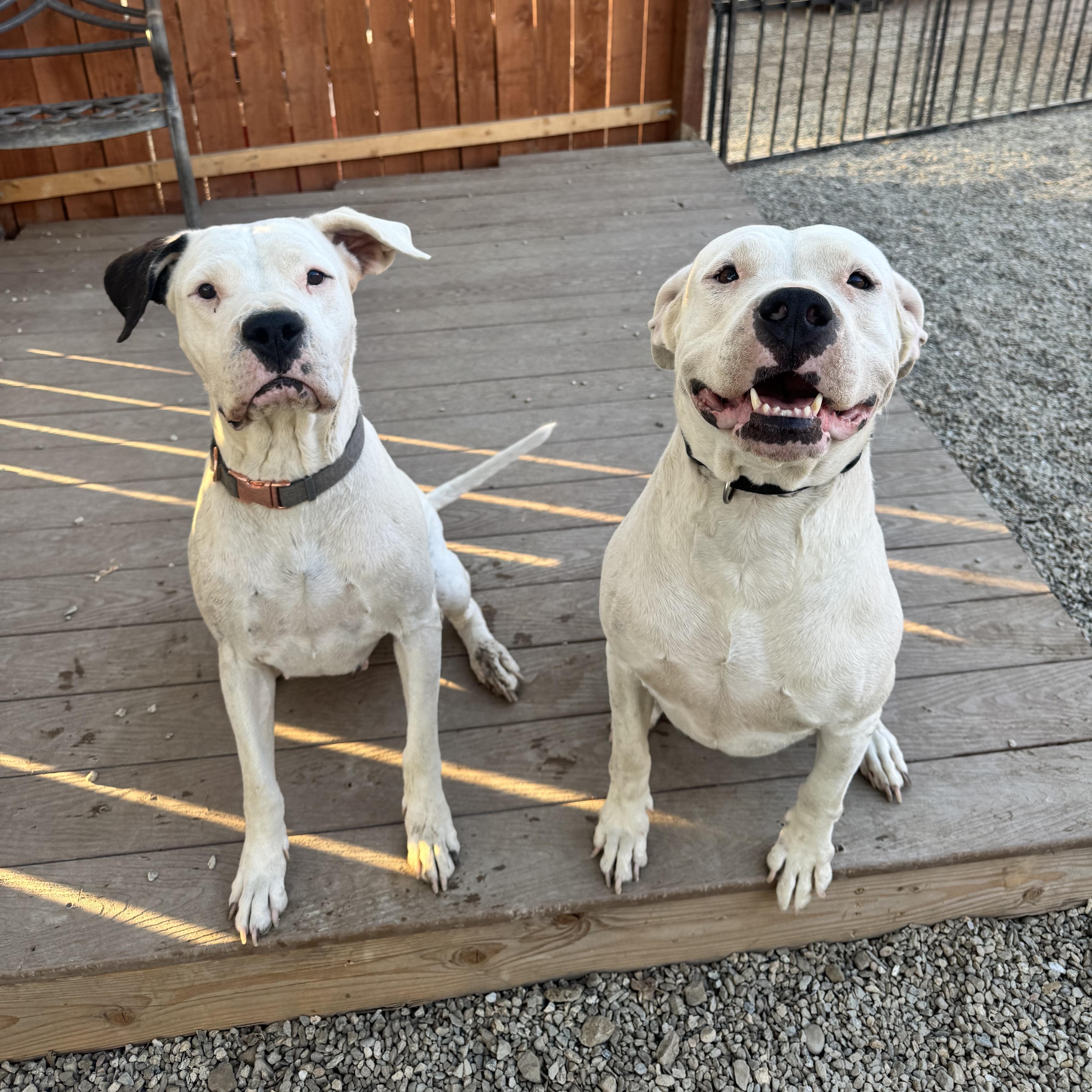 Harley And Luna In thumbnail 4