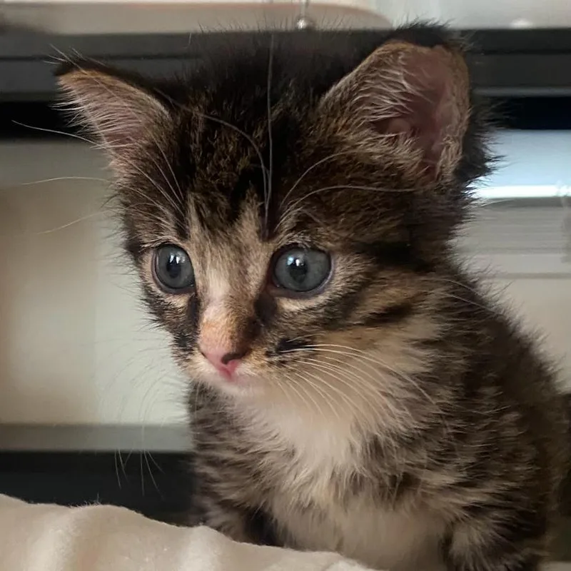 Mr. Socks thumbnail 2