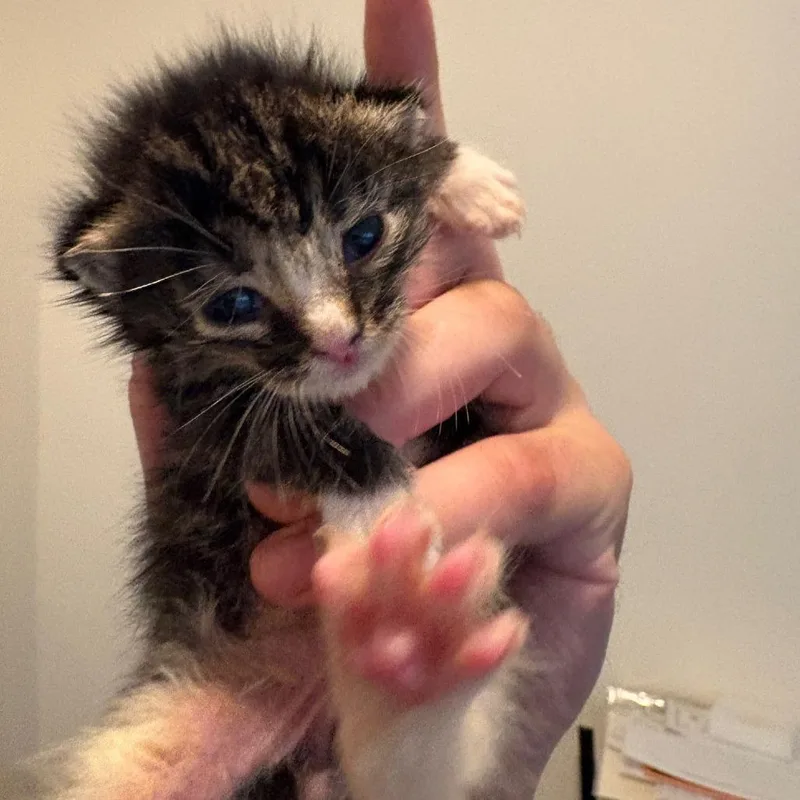 Mr. Socks thumbnail 3