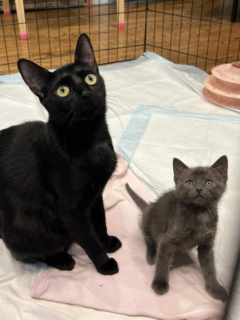 Mrs Claus And Blitzen thumbnail 4