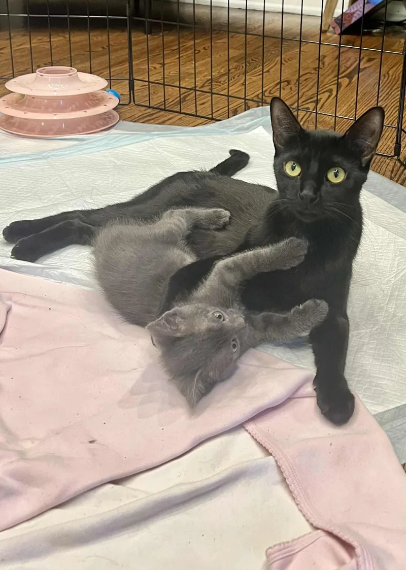 Mrs Claus And Blitzen thumbnail 6