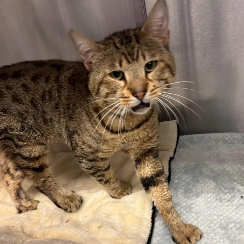 Chandler thumbnail 2