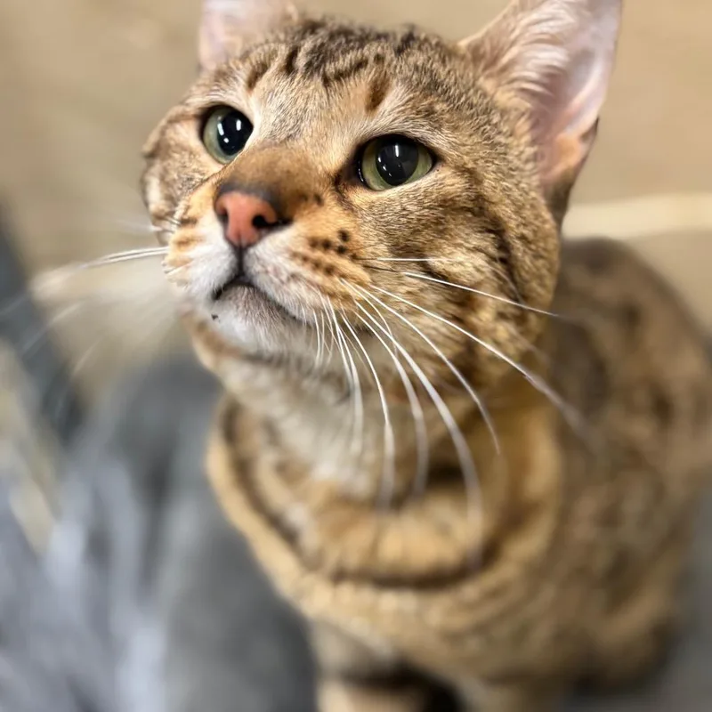 Chandler thumbnail 3