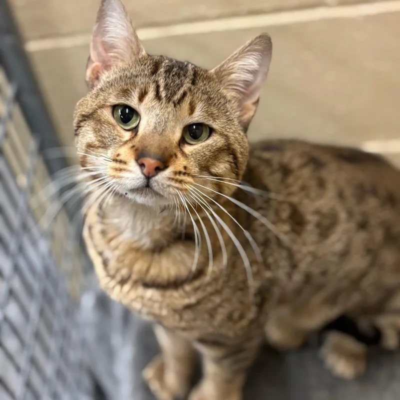 Chandler thumbnail 4