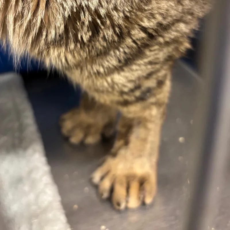 Chandler thumbnail 5