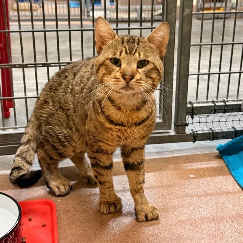 Chandler thumbnail 6