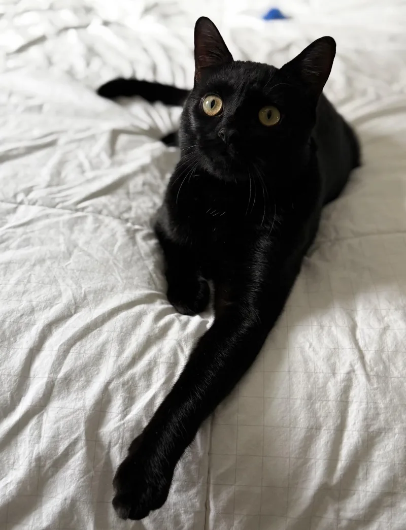 Pickles The Cat thumbnail 2