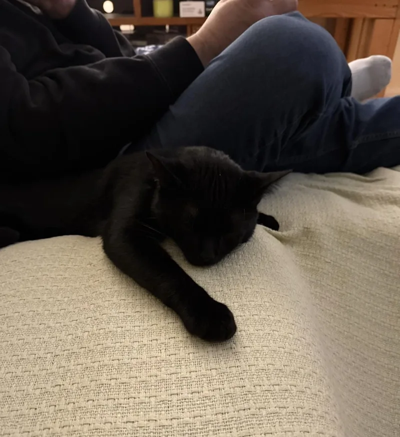 Pickles The Cat thumbnail 4