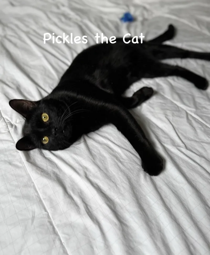 Pickles The Cat thumbnail 5