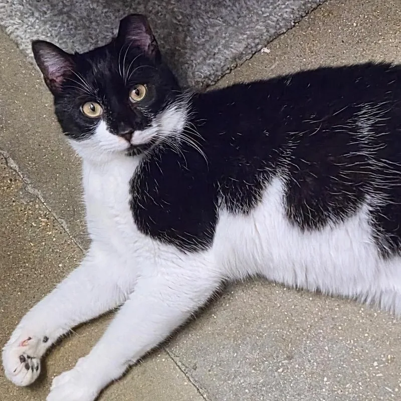 An adult medium-sized male Black & White / Tuxedo American Shorthair cat named Catanova for adoption in Belleville, IL