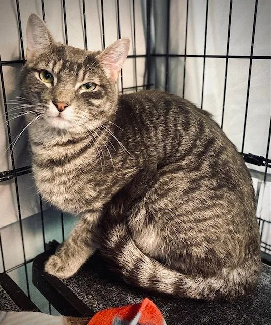 Dimitrios thumbnail 2