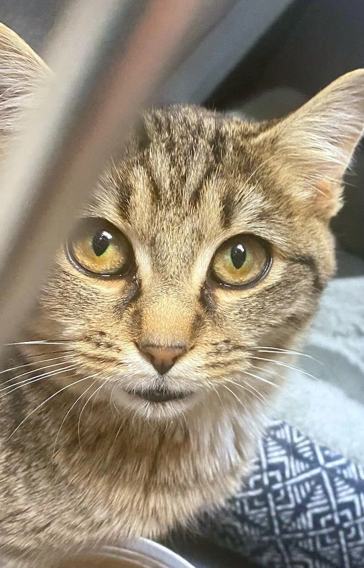 Kris Kringle thumbnail 2