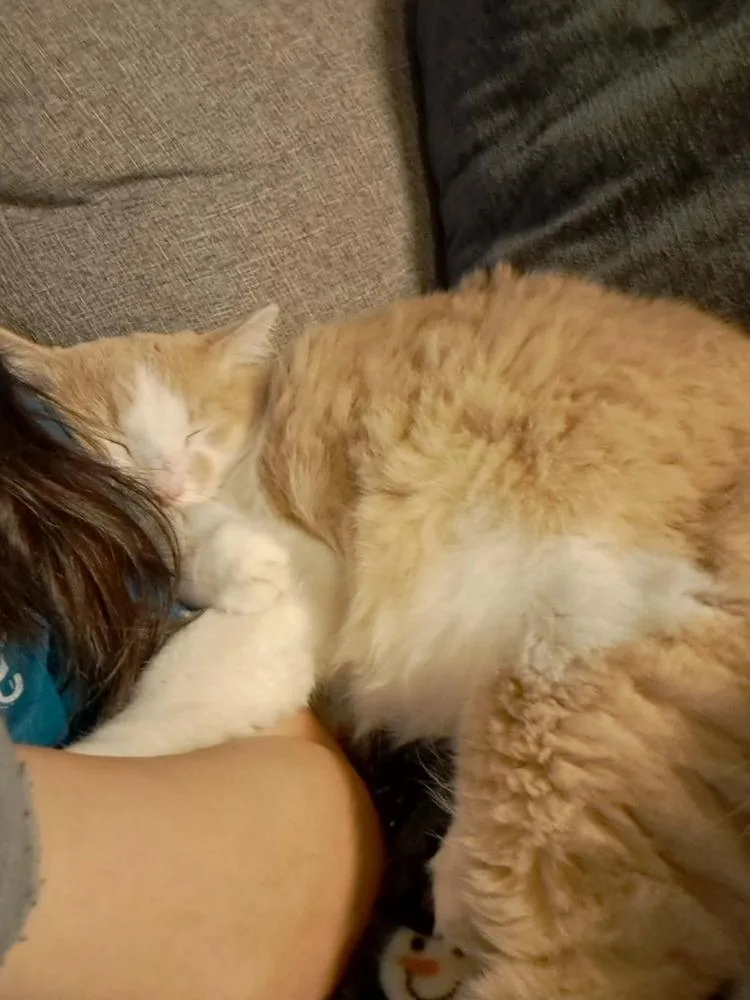 Valentino Von Floof thumbnail 3