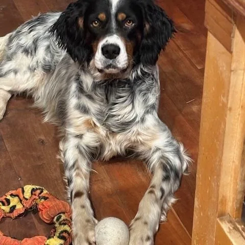 Taco Dogler thumbnail 4