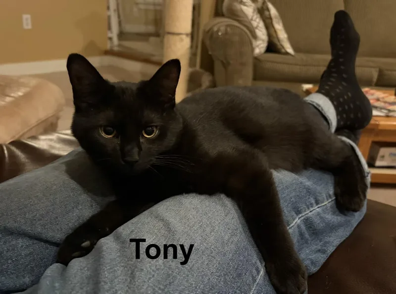 Tony