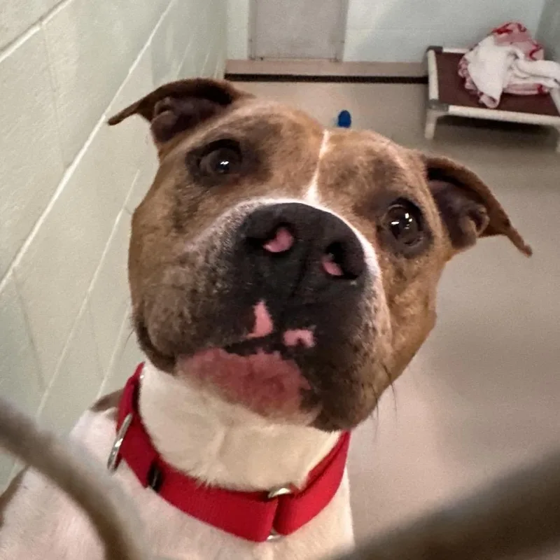 Carlisle thumbnail 2