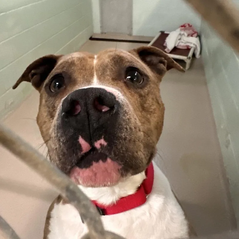 Carlisle thumbnail 3