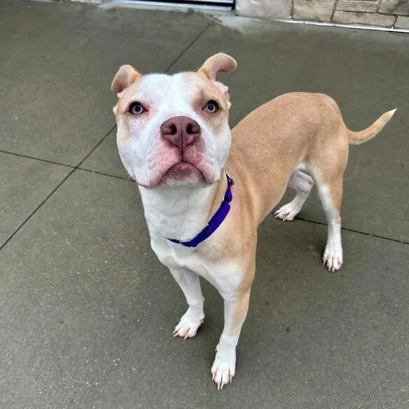 Cowboy Caviar thumbnail 2