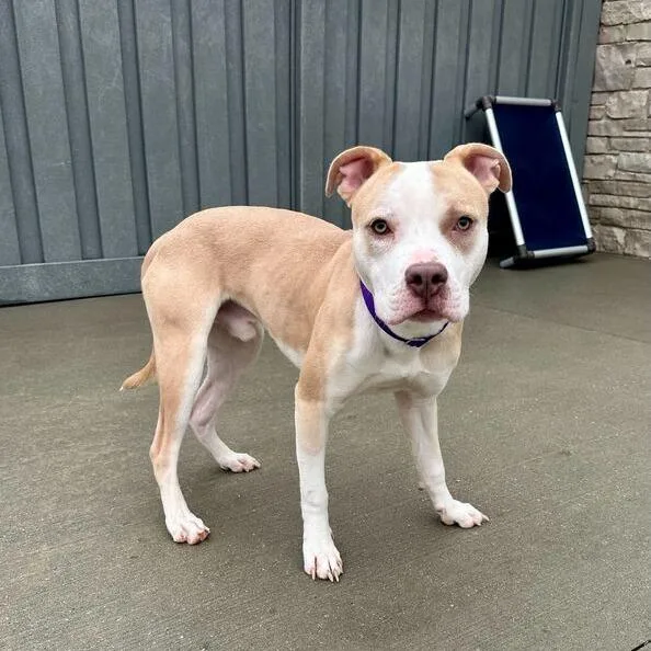 Cowboy Caviar thumbnail 3