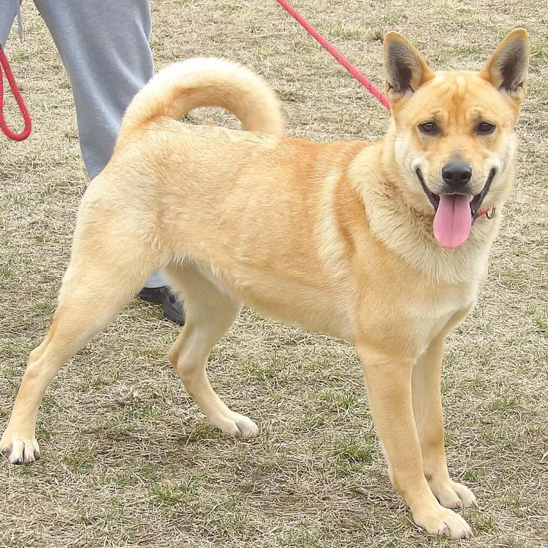 Velveeta thumbnail 2