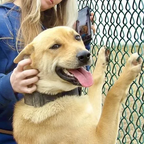 Velveeta thumbnail 3