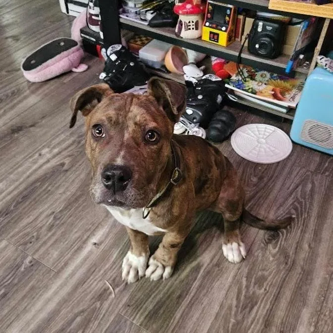 A baby large-sized male Brown / Chocolate American Bulldog dog named Brownie for adoption in Ferndale, WA