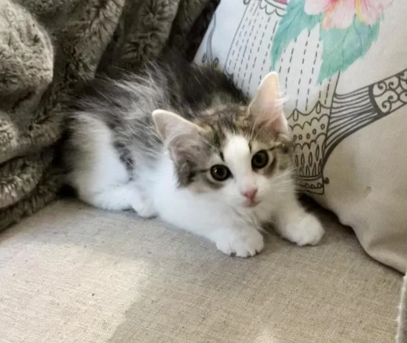 A baby small-sized female Gray & White Domestic Medium Hair cat named Fanta for adoption in Woodbridge, VA