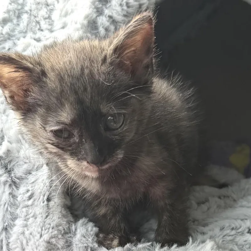 A baby small-sized female Tortoiseshell Domestic Short Hair cat named Hallee for adoption in Brownsboro, AL