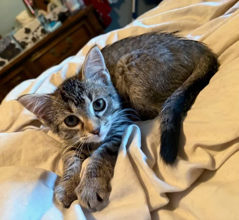 A baby small-sized female Domestic Short Hair cat named Jade Tabico Draminski for adoption in Peoria, IL
