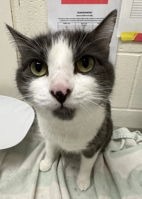 An adult small-sized male Domestic Short Hair cat named Tuxedo Sam for adoption in Santa Rosa, CA