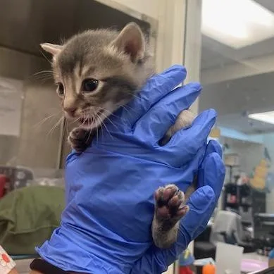 A baby small-sized male Gray / Blue / Silver Domestic Short Hair cat named Calvin for adoption in Los Angeles, CA