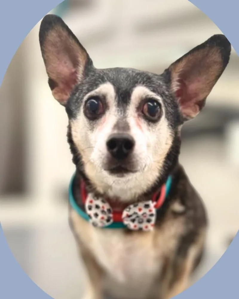 A senior small-sized male Chihuahua dog named Shelby for adoption in Bryan, TX