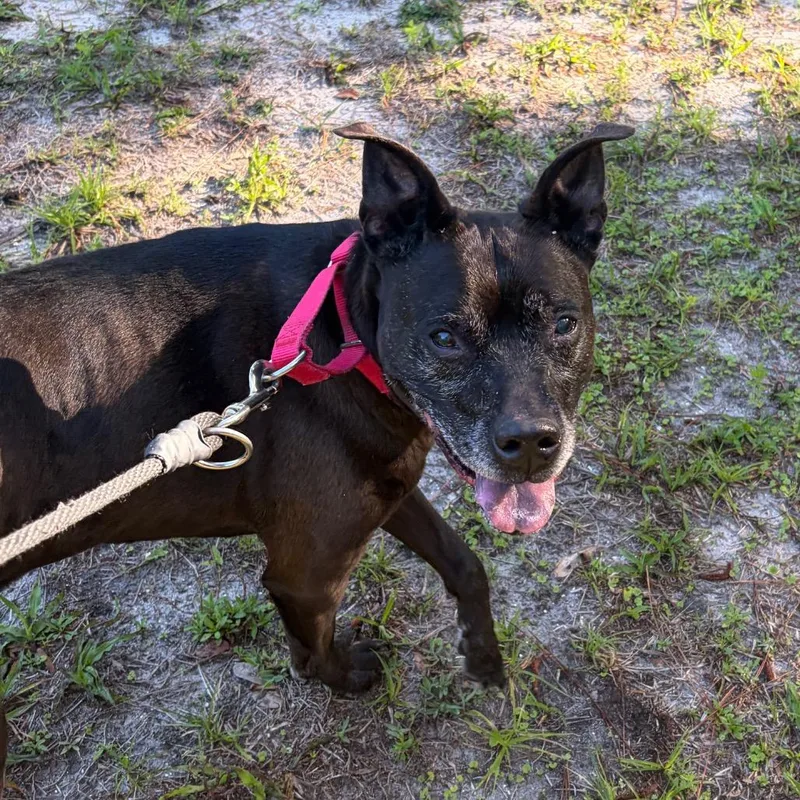 A senior medium-sized female Black Mixed Breed dog named Daisy for adoption in Titusville, FL