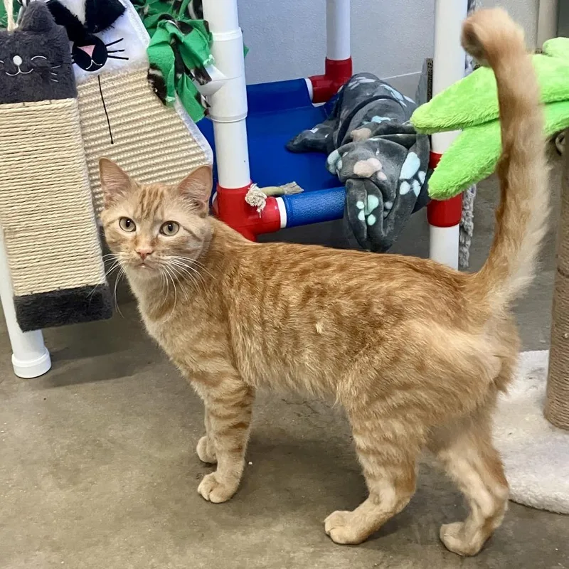 A young small-sized male Orange / Red Domestic Short Hair cat named Miles for adoption in Rock Falls, IL