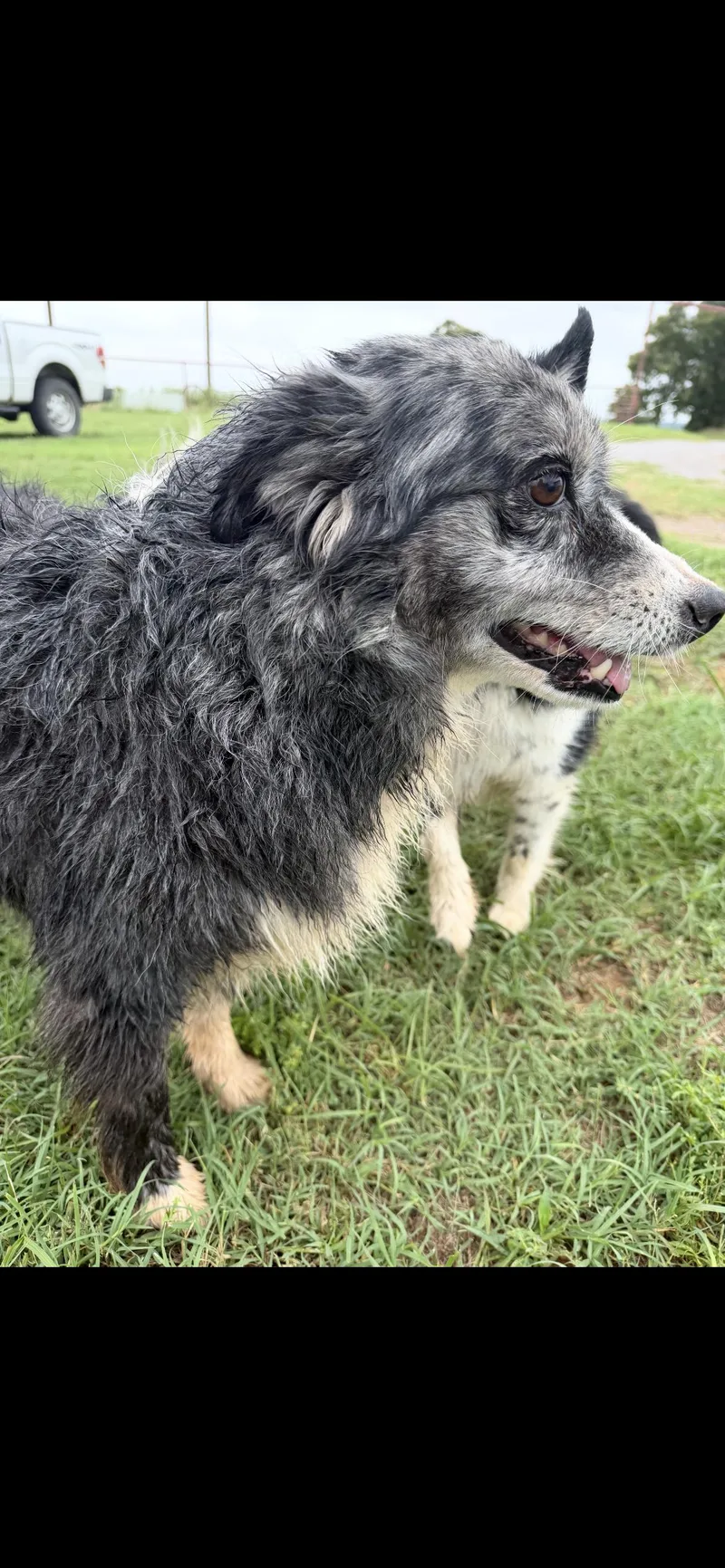An adult medium-sized female Merle (Blue) Australian Shepherd dog named Fern for adoption in Carnegie, OK