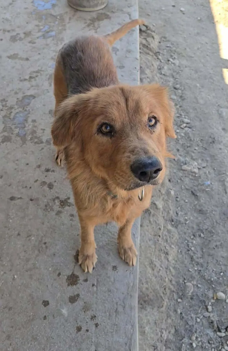 An adult large-sized male Brown / Chocolate Retriever dog named William for adoption in San Antonio, TX