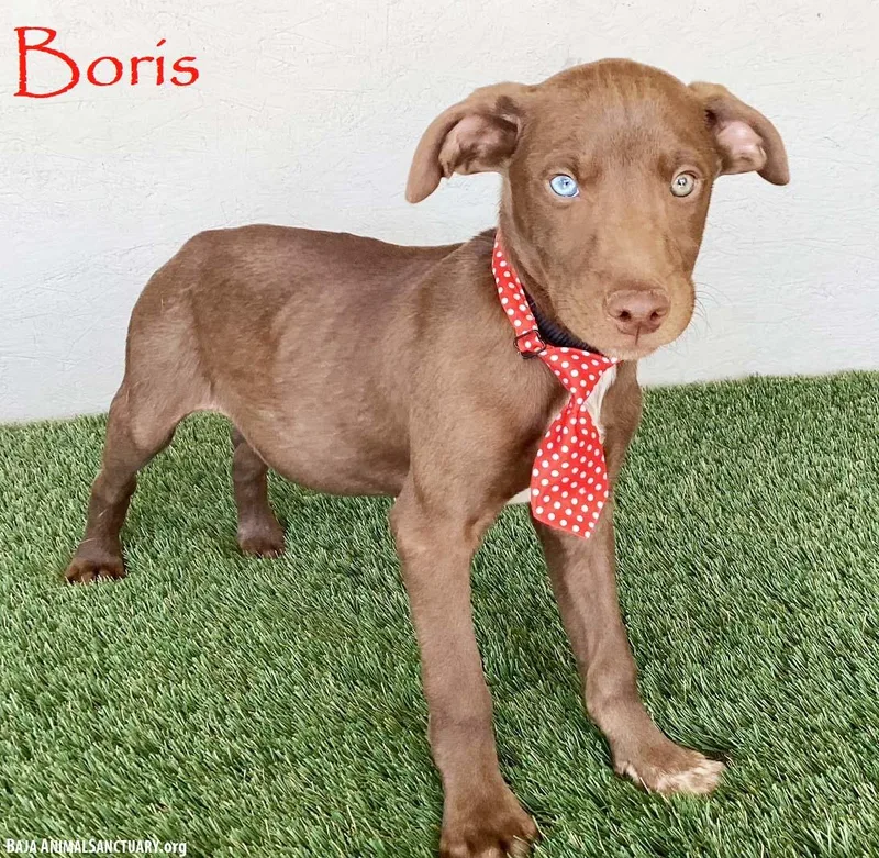 Boris