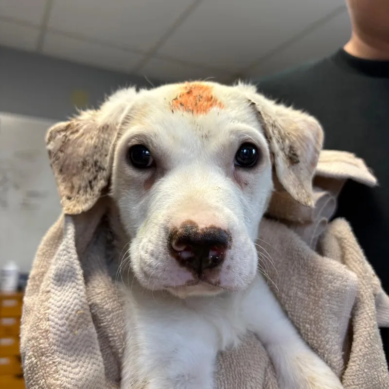 Hat Trick thumbnail 2