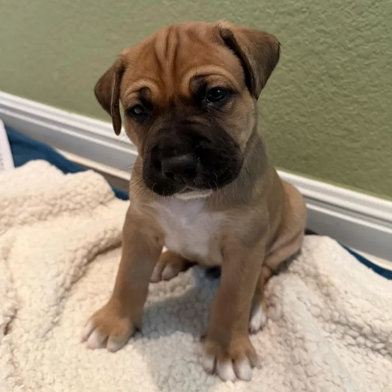 Woodstock thumbnail 2