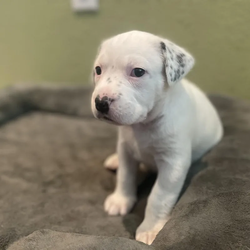 Peppermint Patty thumbnail 2